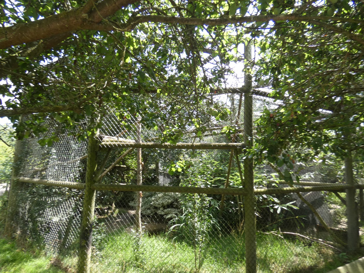 Fishing Cat enclosure