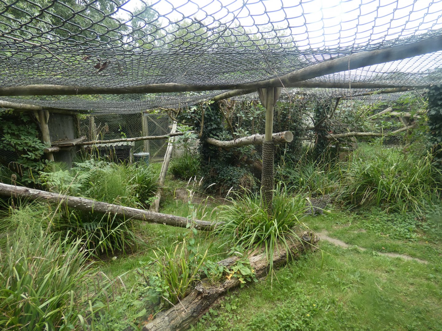 Fishing Cat enclosure