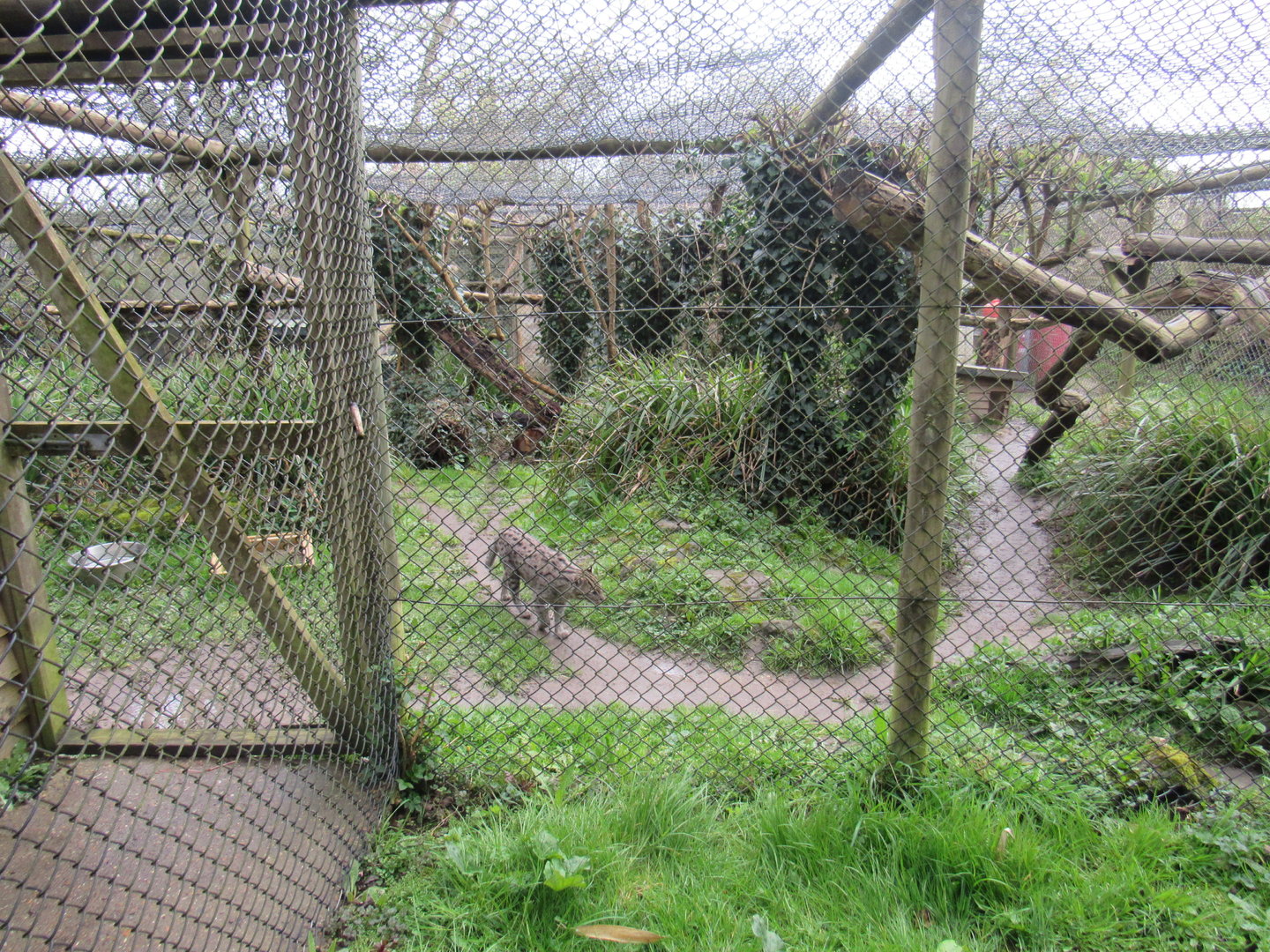 Fishing Cat Enclosure
