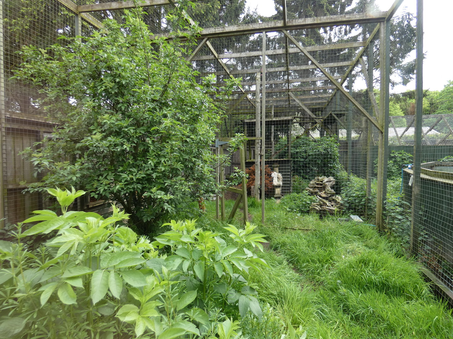 Fishing cat enclosure