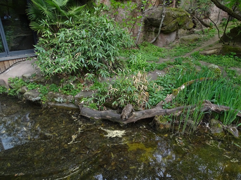 Fishing cat enclosure