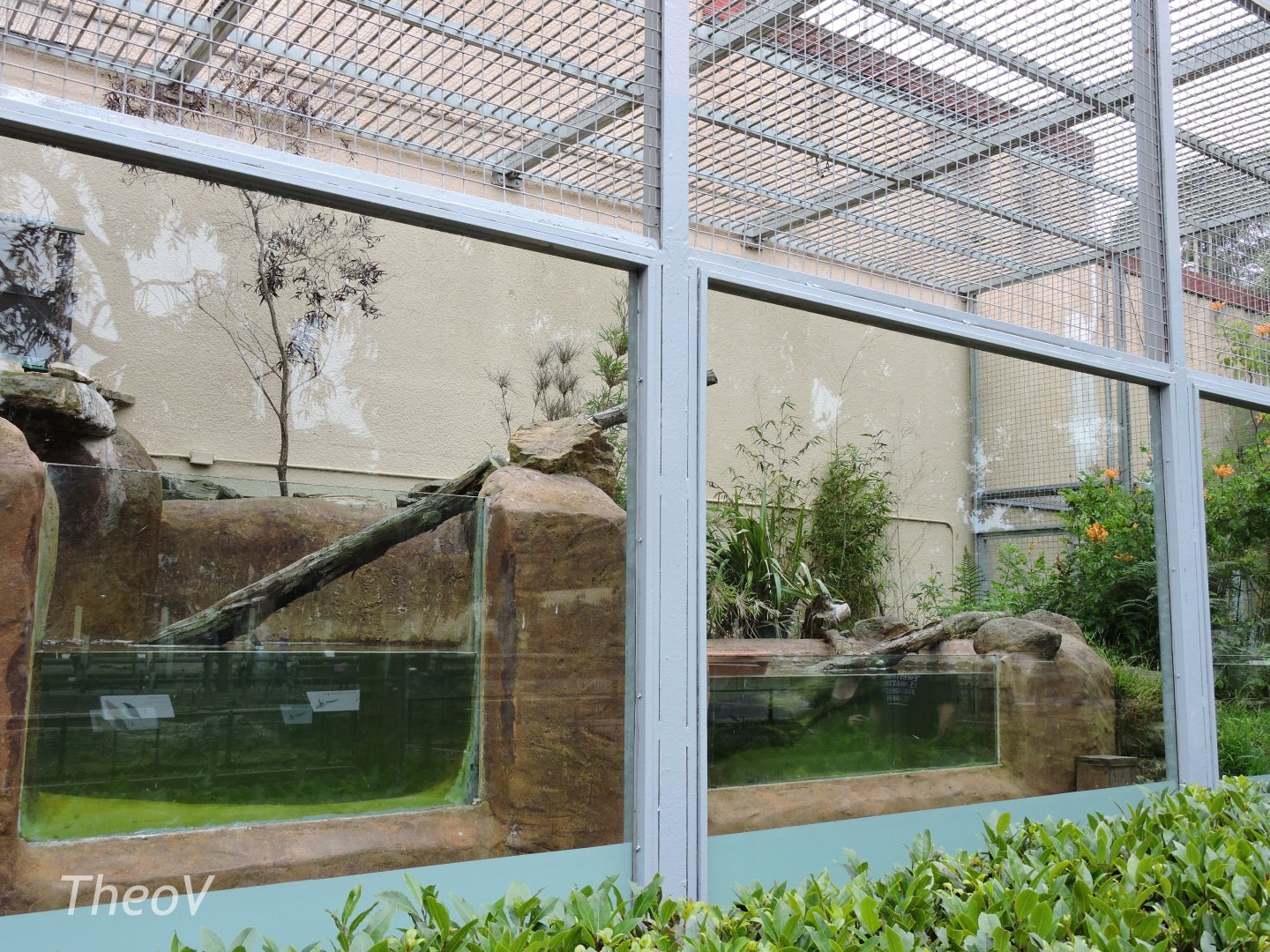 Fishing cat exhibit [2015]