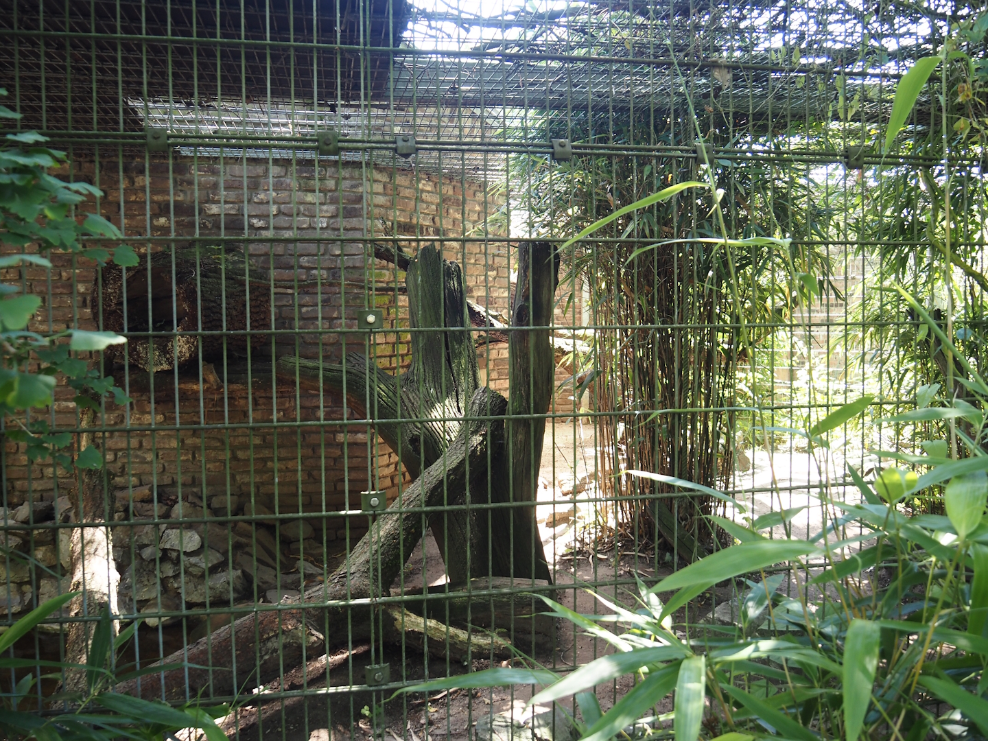 Fishing cat exhibit, 2024-06-08