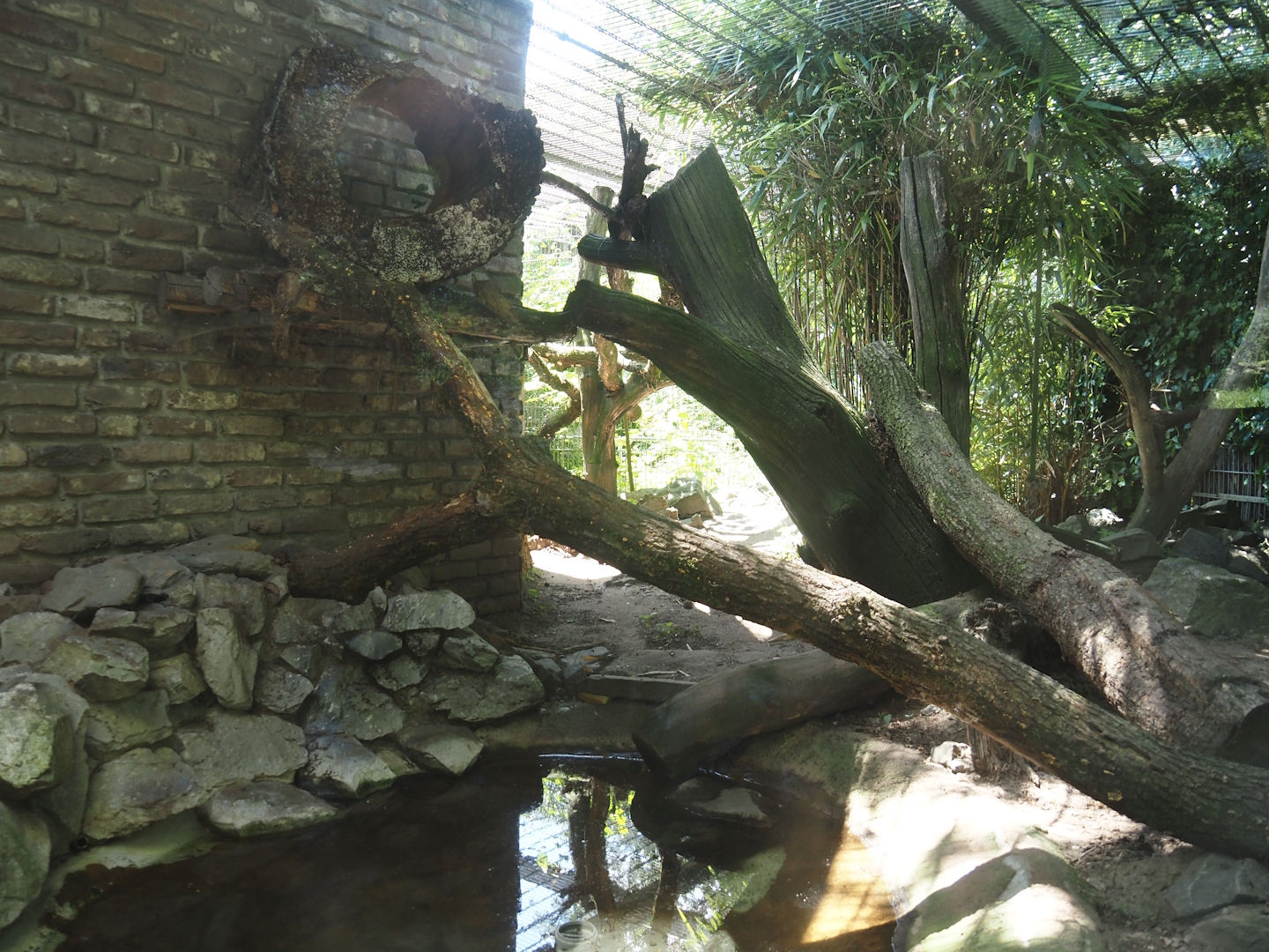 Fishing cat exhibit, 2024-06-08