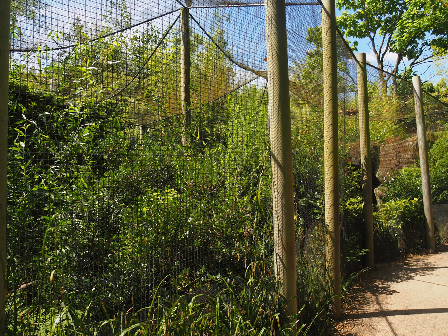 Fishing cat exhibit, 2024-06-30