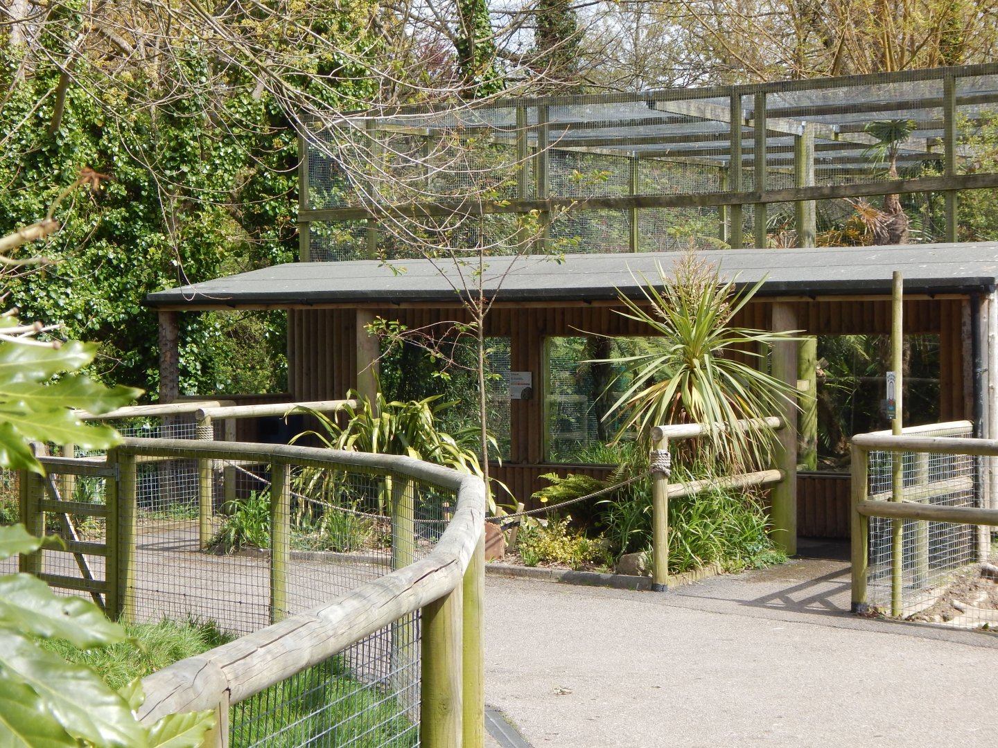 Fishing cat exhibit 240424
