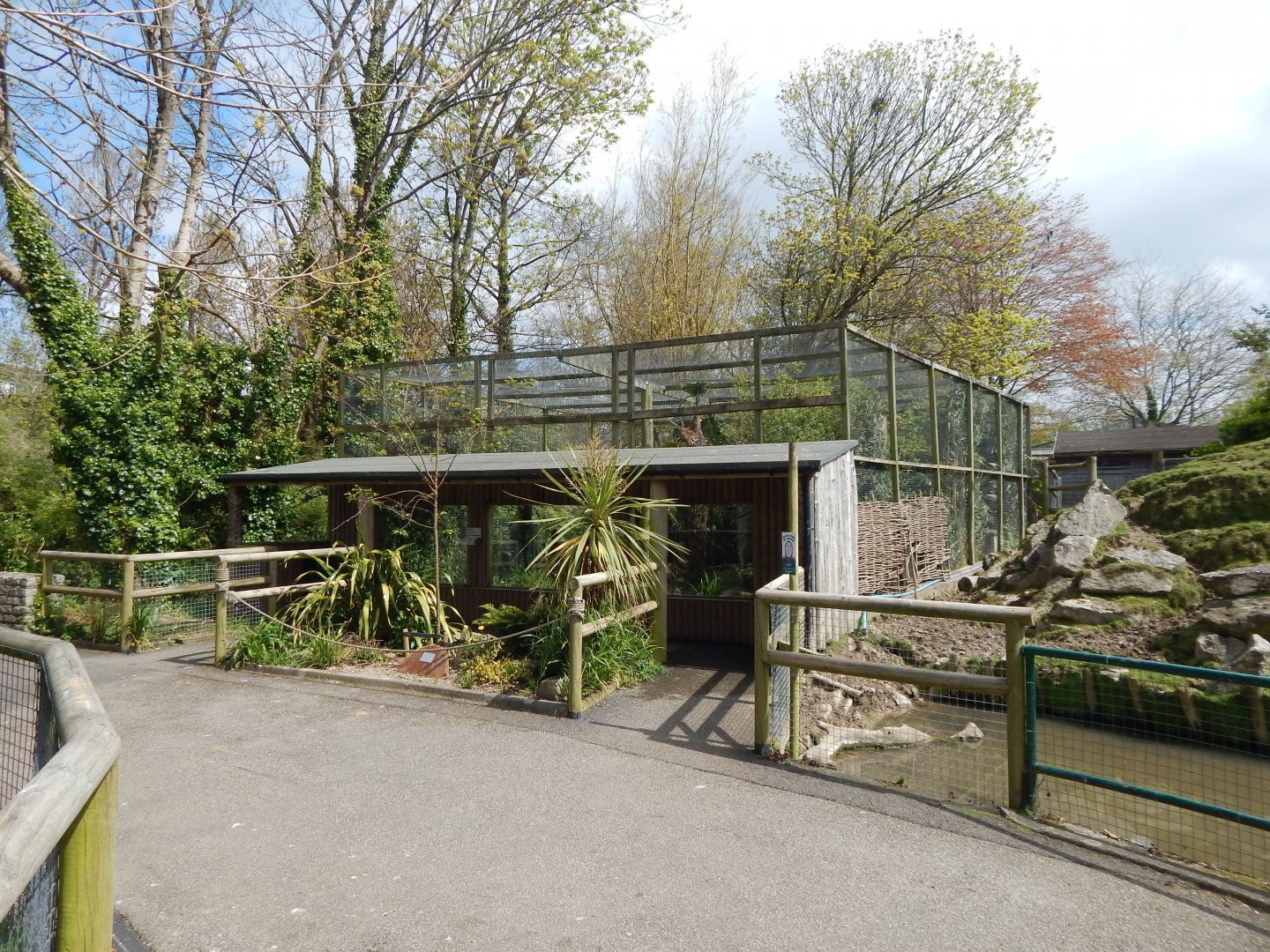 Fishing cat exhibit 240424