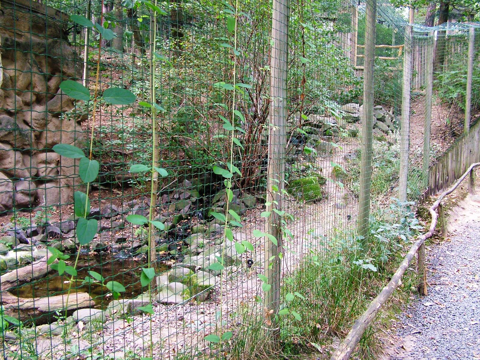 Fishing Cat Exhibit at Decin, 28/08/12