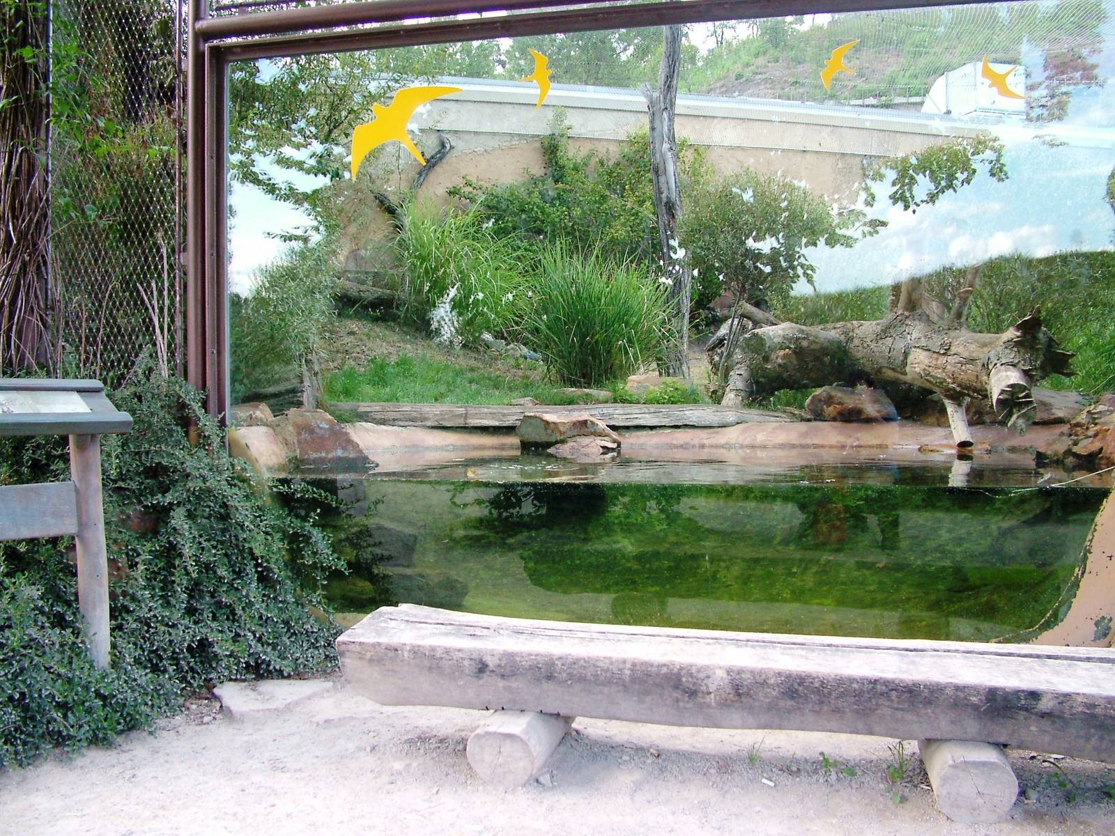 Fishing Cat Exhibit at Prague, 25/08/12