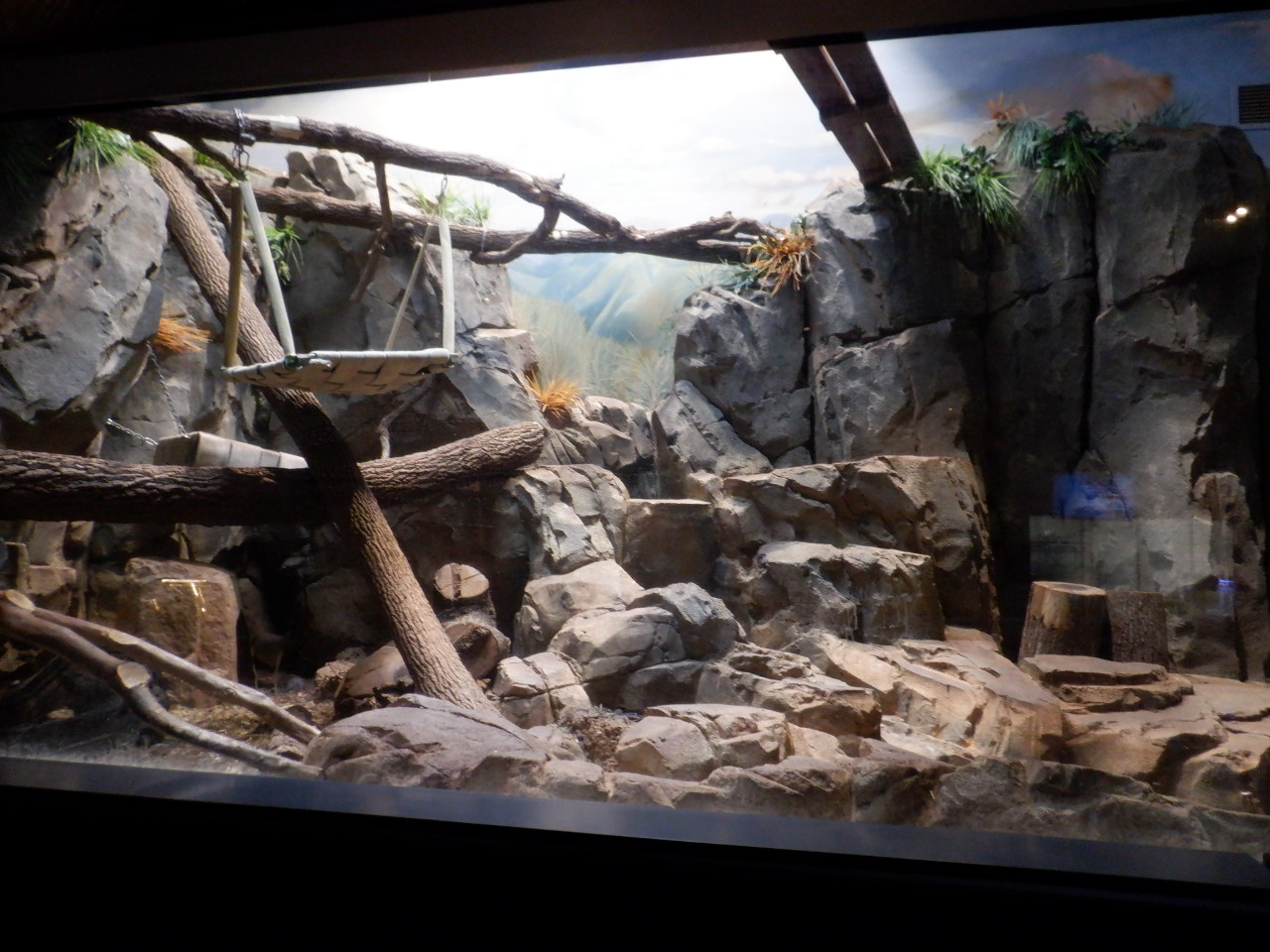 Fishing Cat exhibit at the Greensboro Science Center