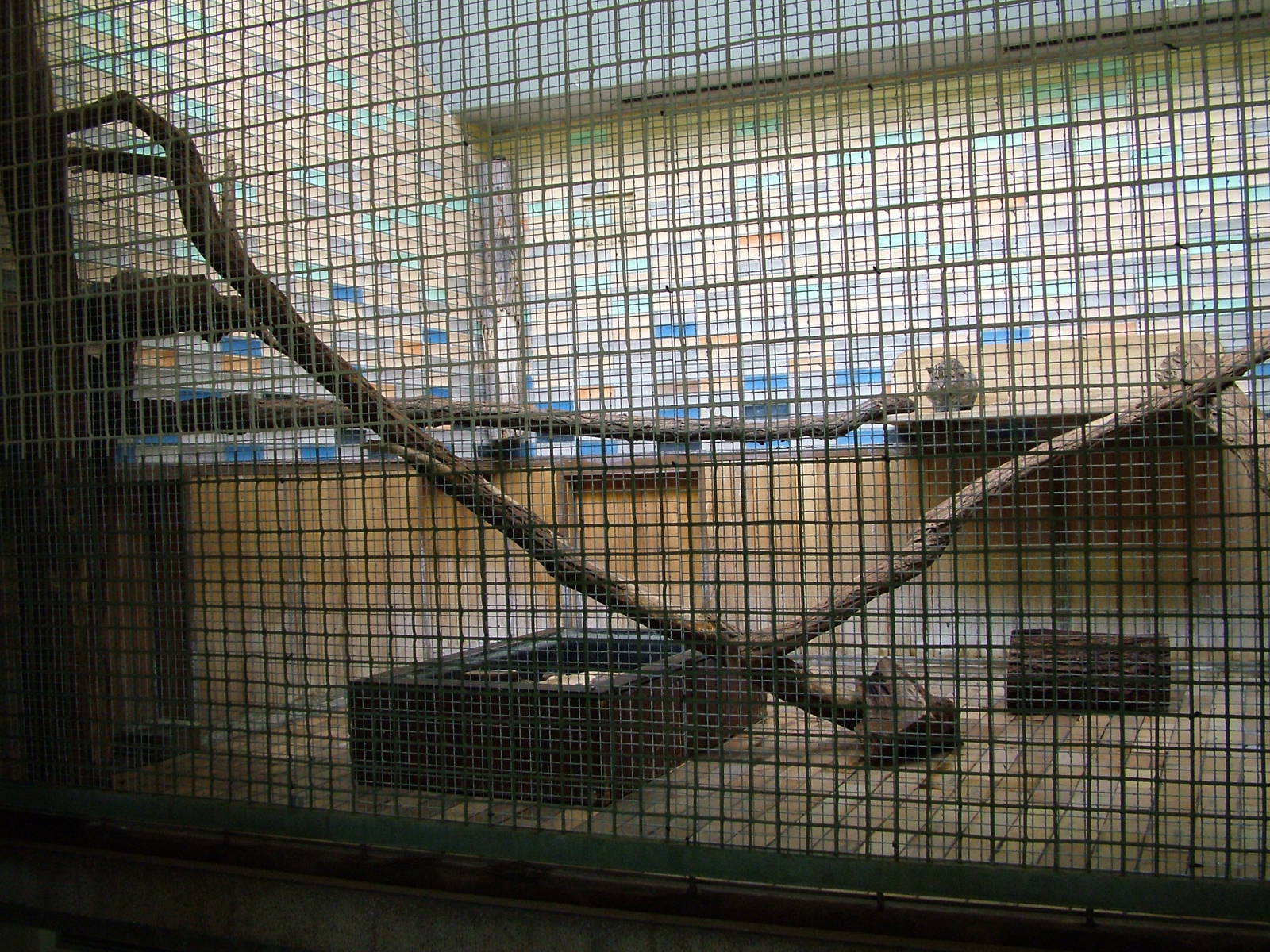 Fishing Cat Exhibit at Tierpark Berlin, 30/08/11