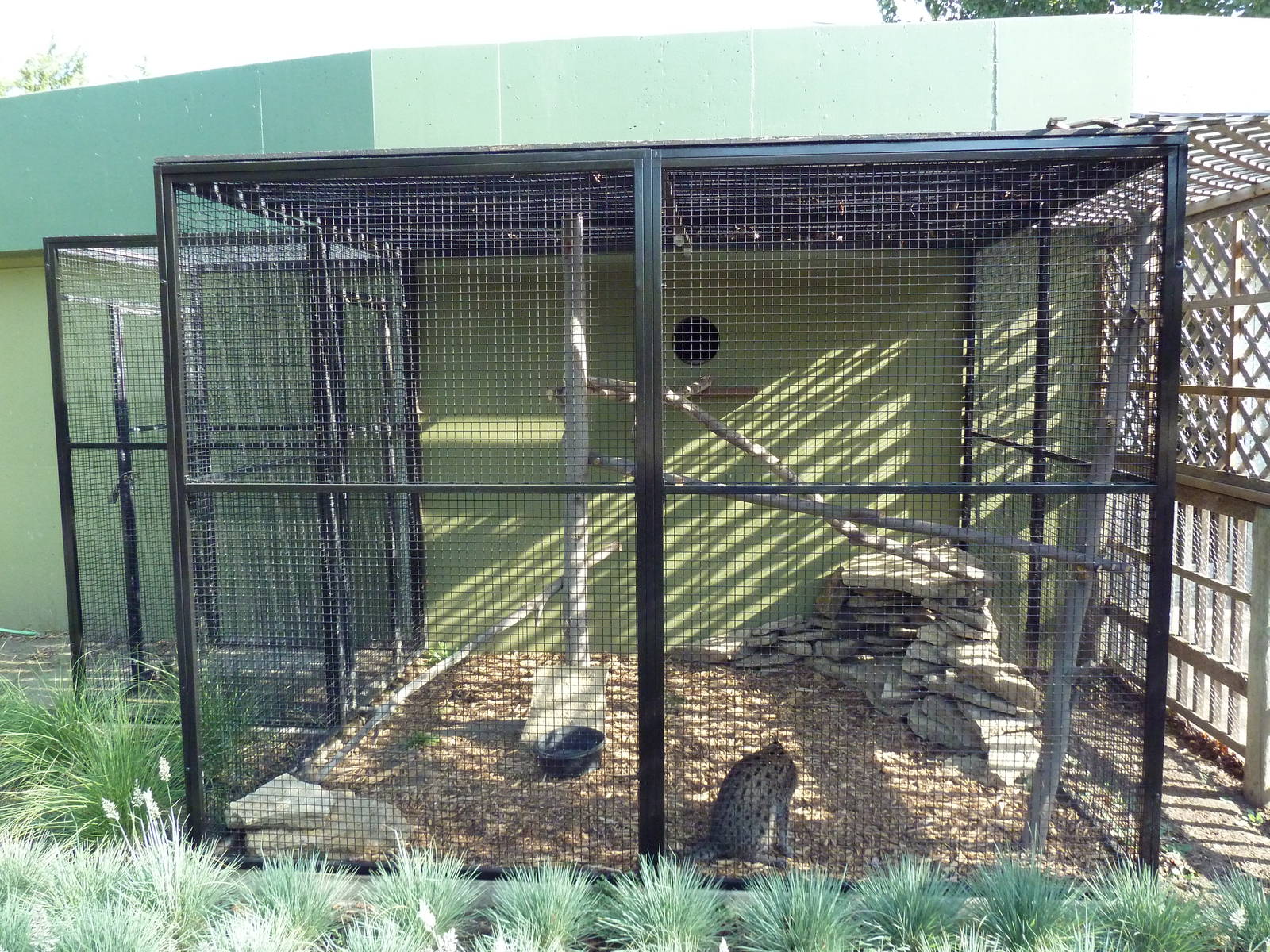 Fishing Cat Exhibit - Atrocious!