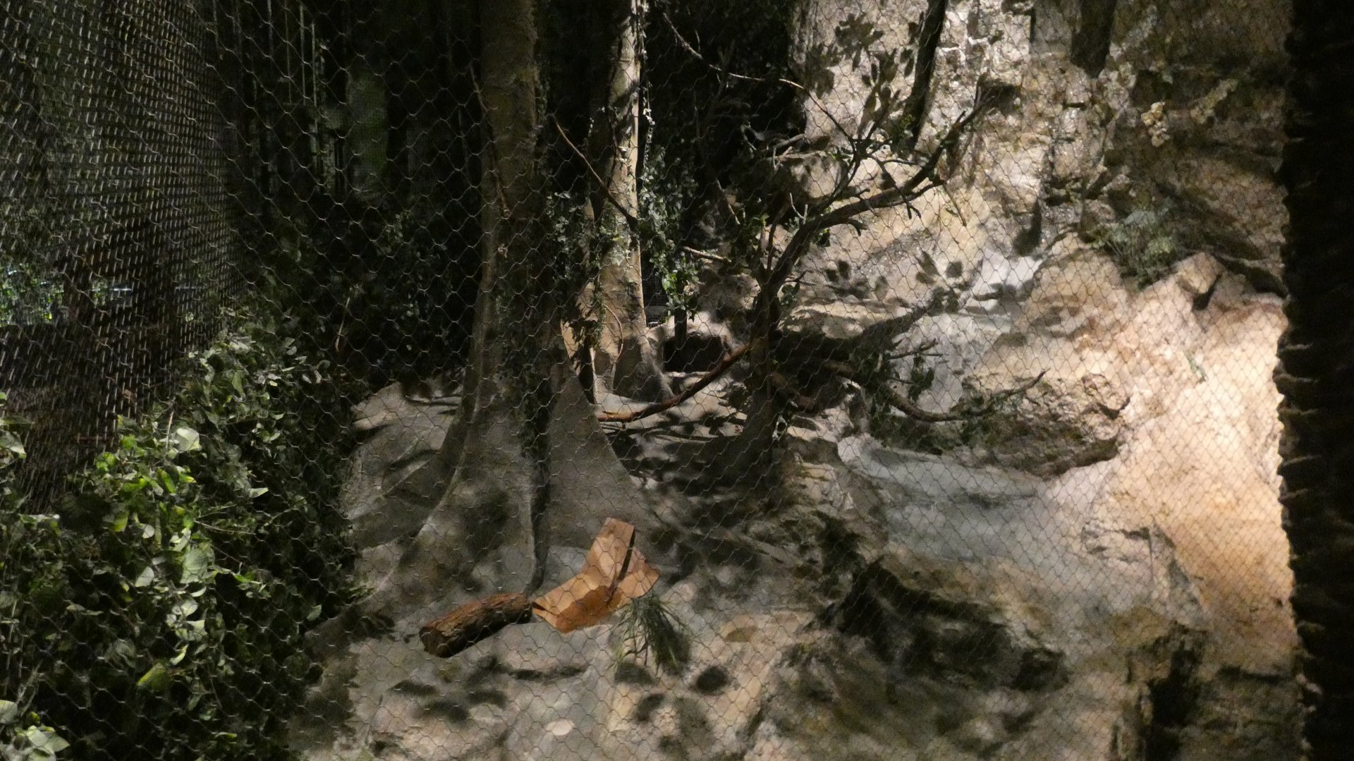Fishing Cat Exhibit, Clouded Leopard Rainforest - Sep. 2021