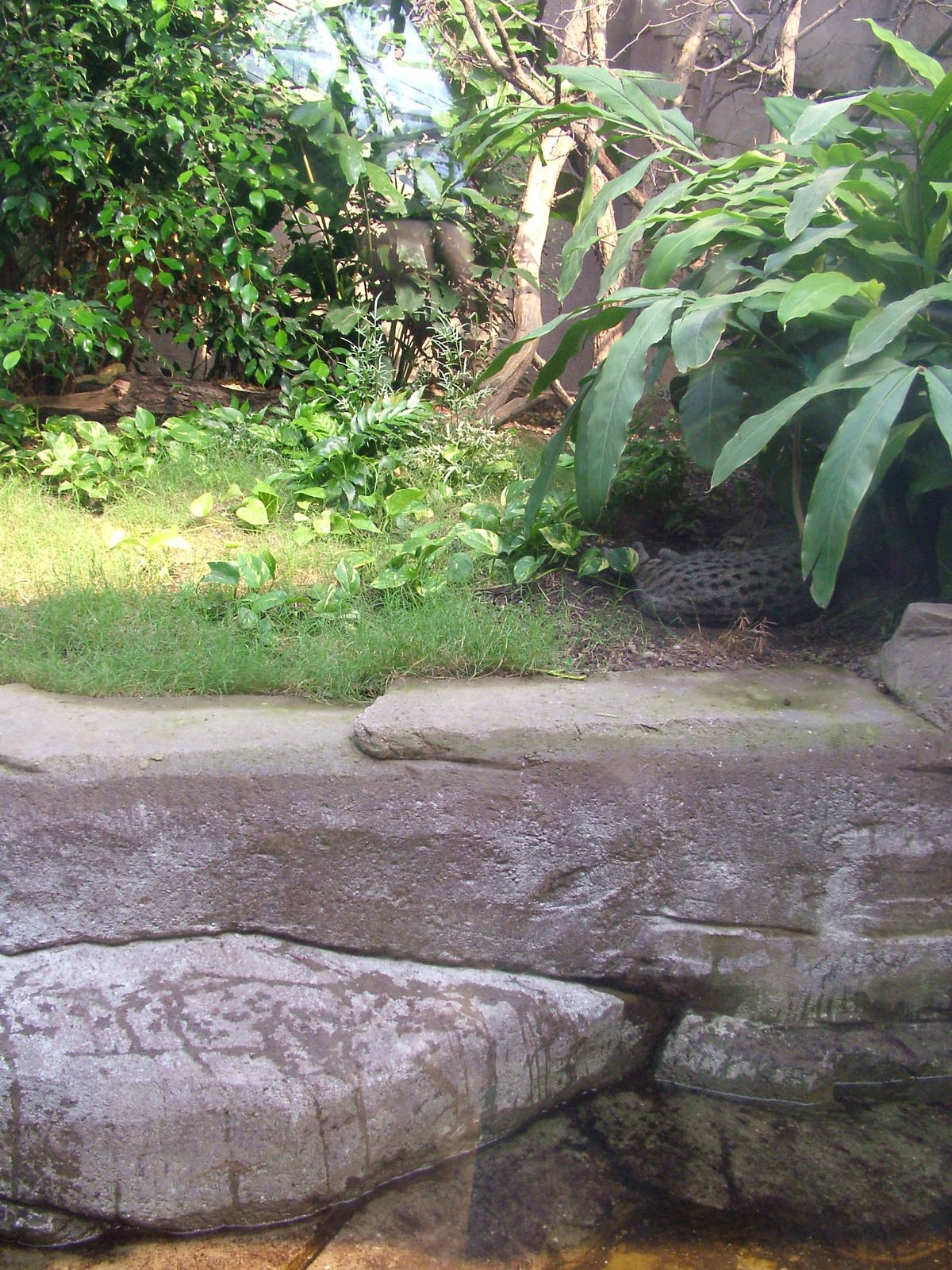 Fishing Cat Exhibit - Gondwanaland, Leipzig, 02/09/11