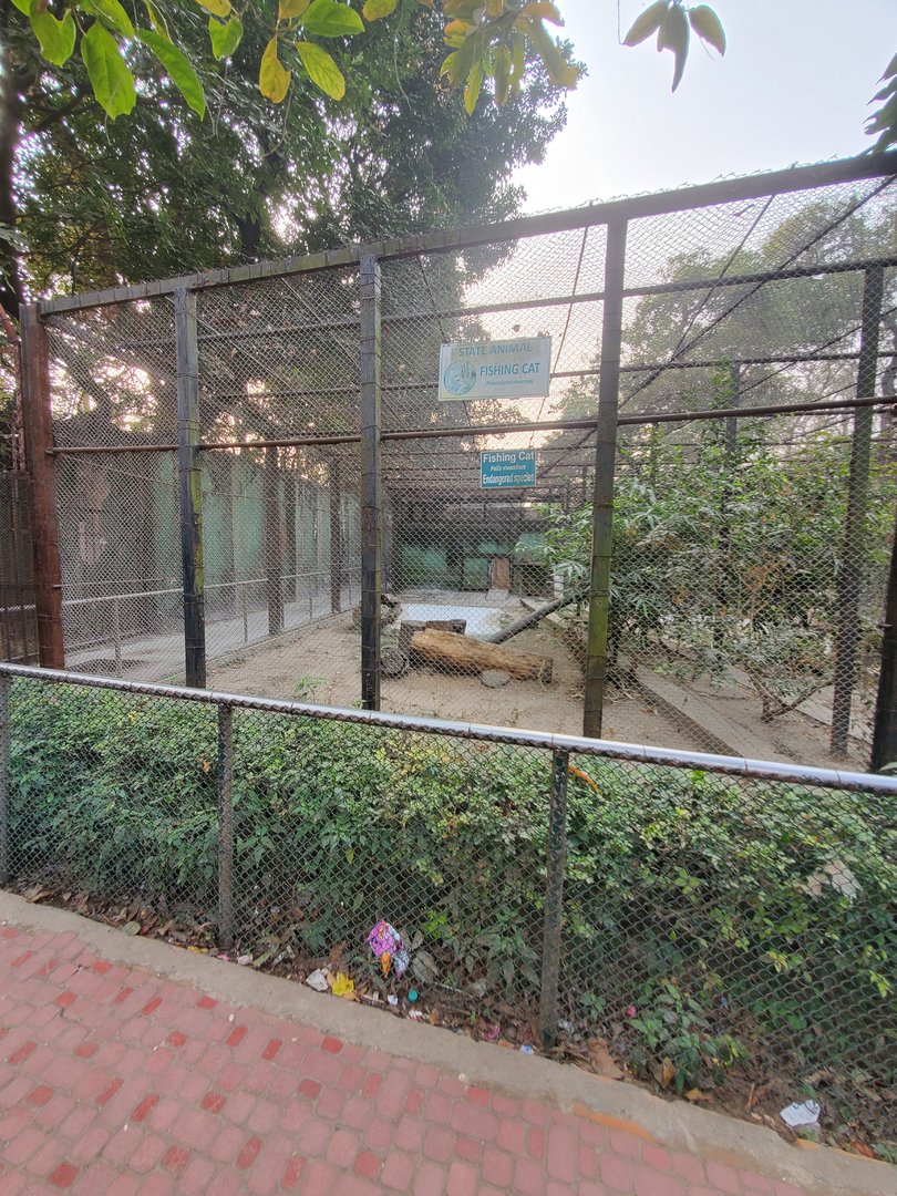 Fishing Cat Exhibit - January 2023