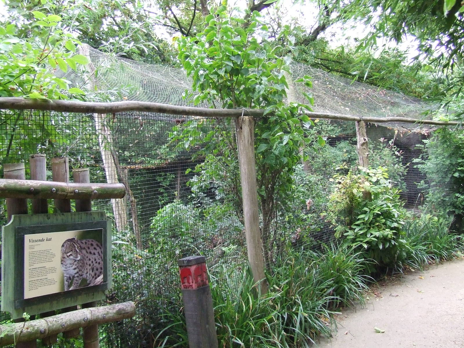 Fishing Cat exhibit photos