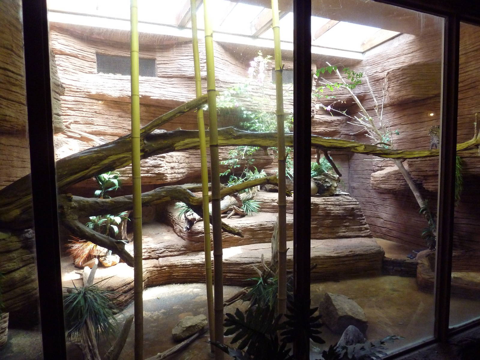 Fishing Cat Exhibit