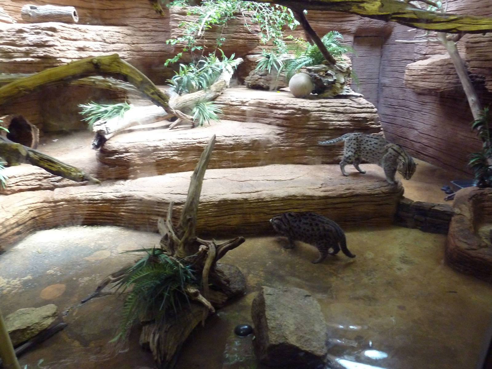 Fishing Cat Exhibit