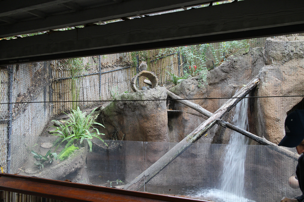 Fishing Cat Exhibit