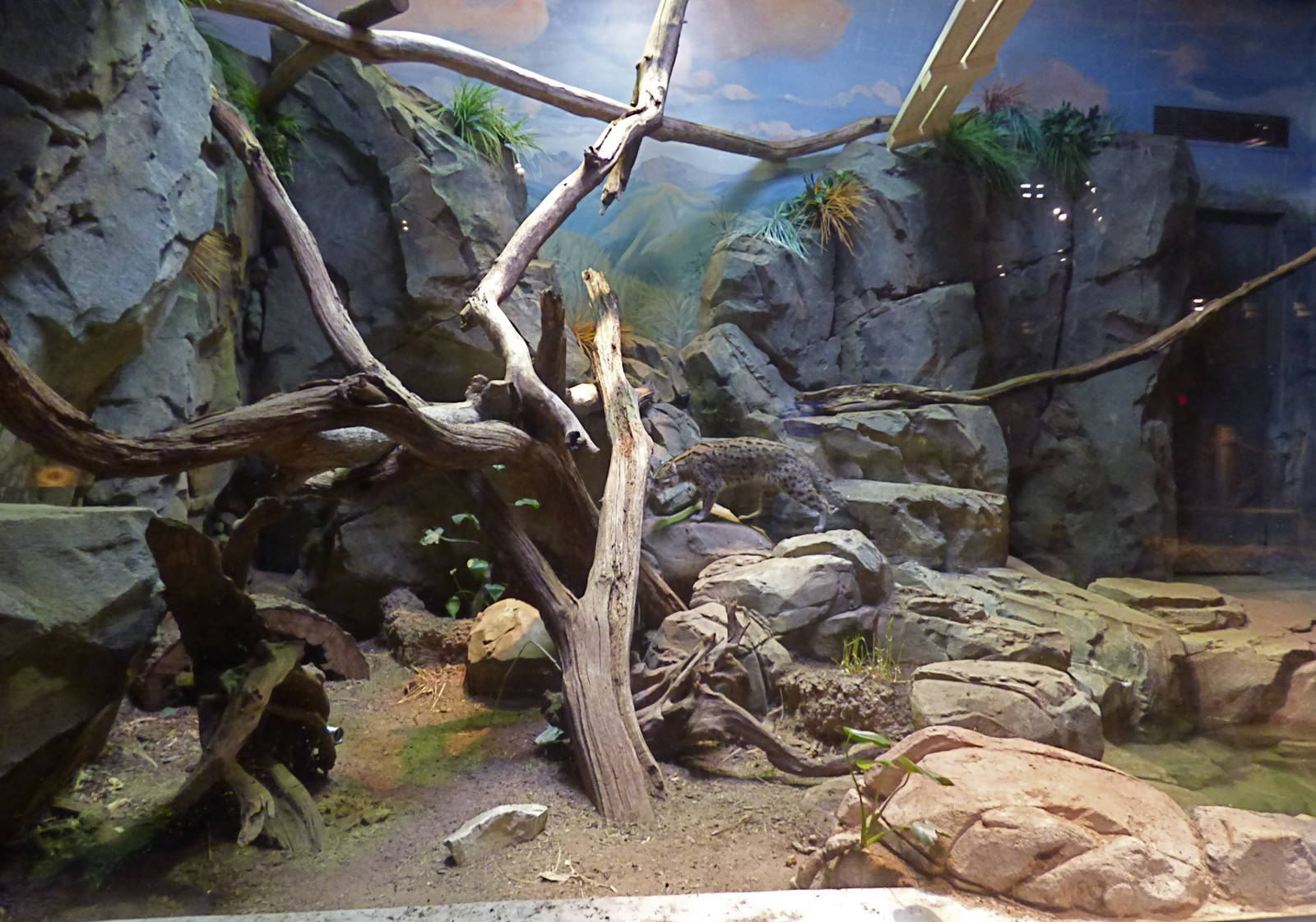 Fishing Cat Exhibit