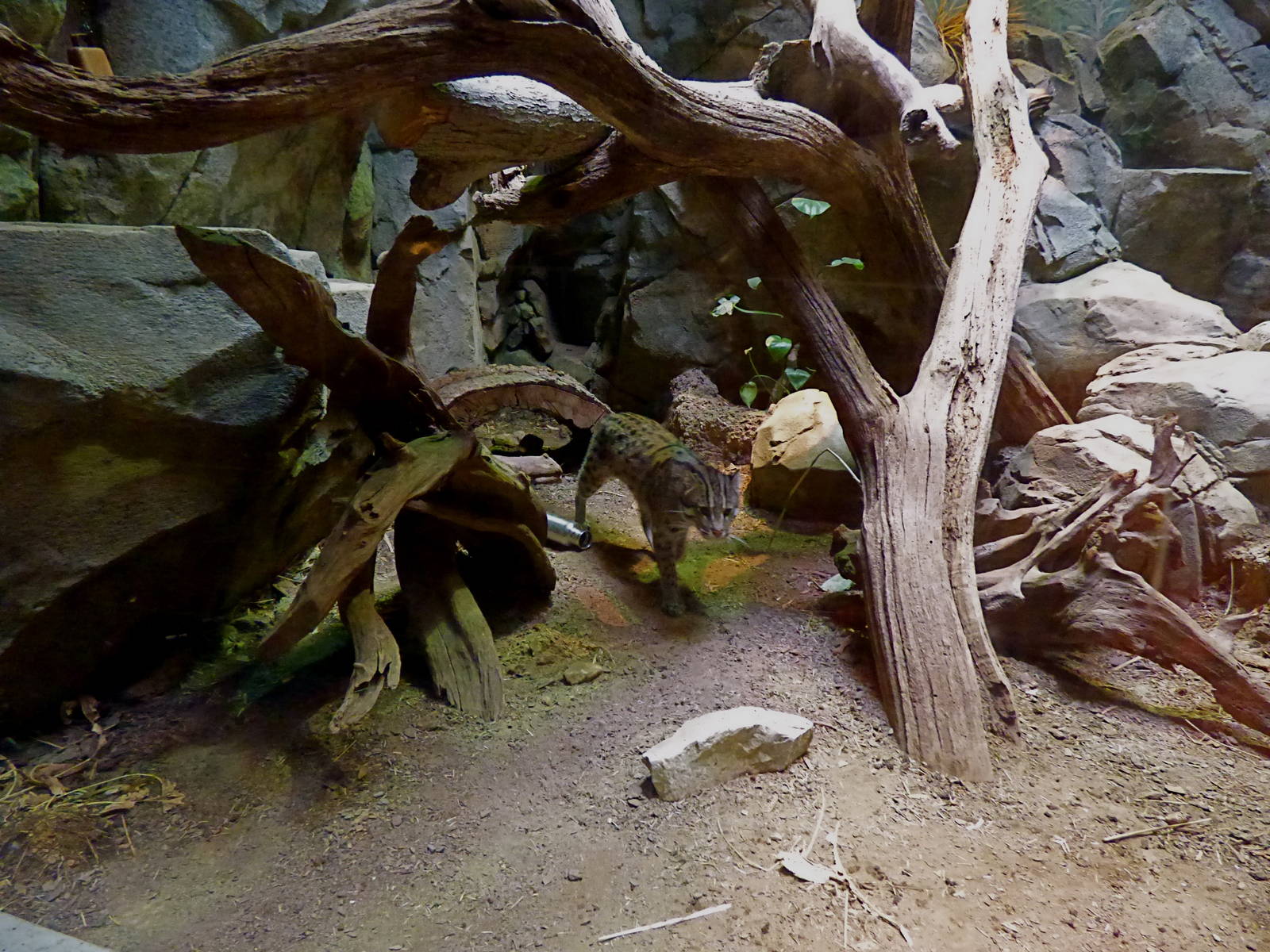 Fishing Cat Exhibit