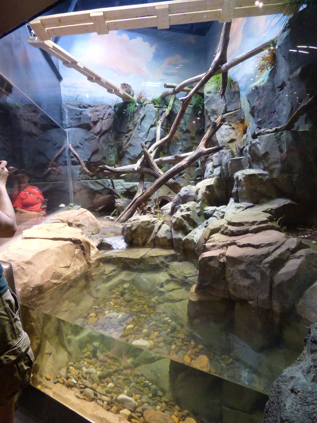 Fishing Cat Exhibit