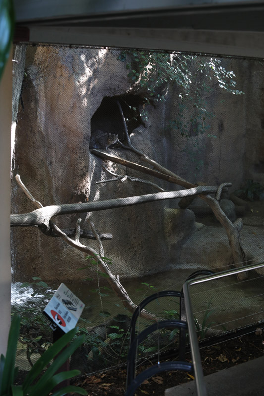 fishing cat exhibit