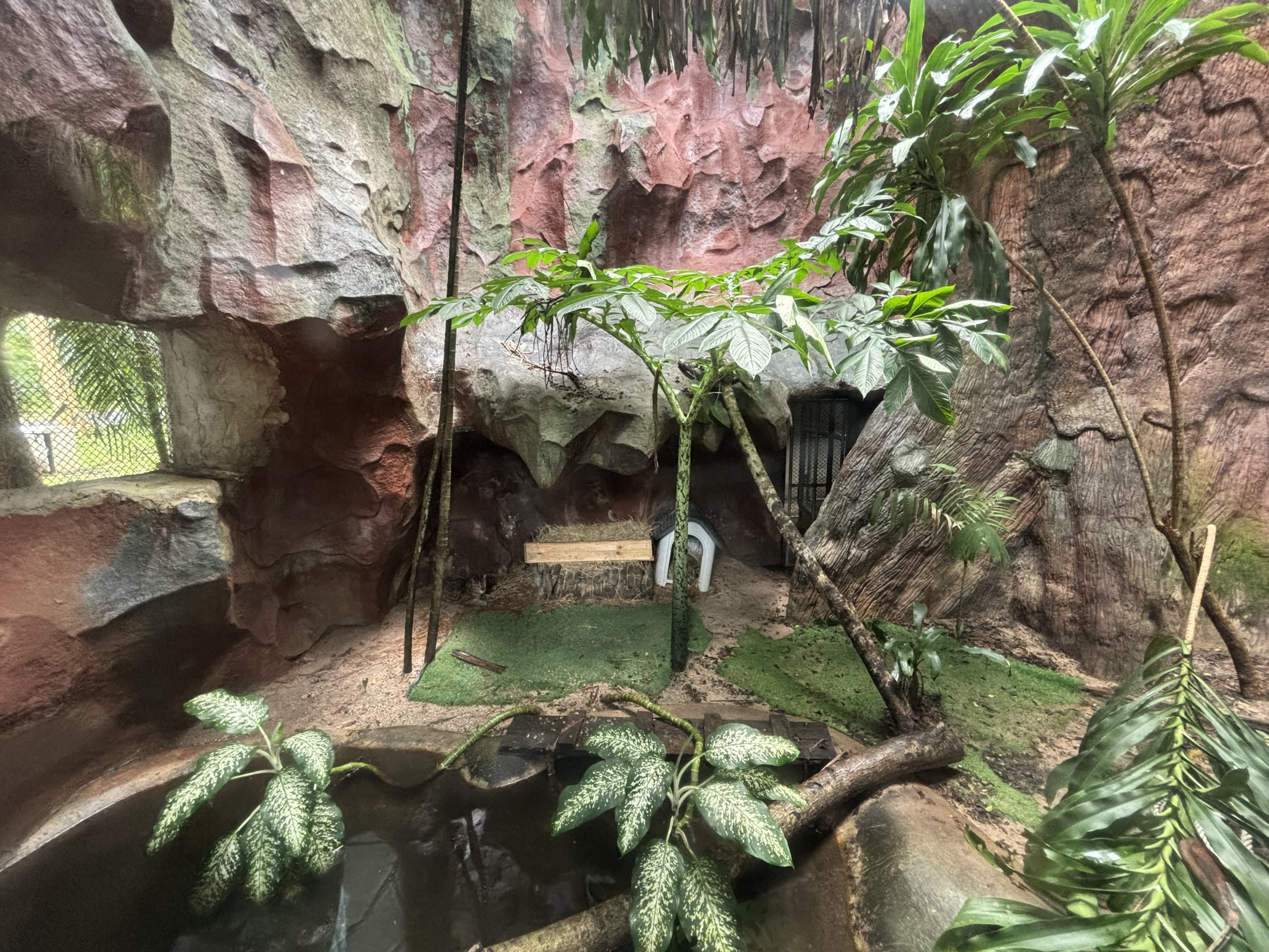 Fishing Cat Exhibit