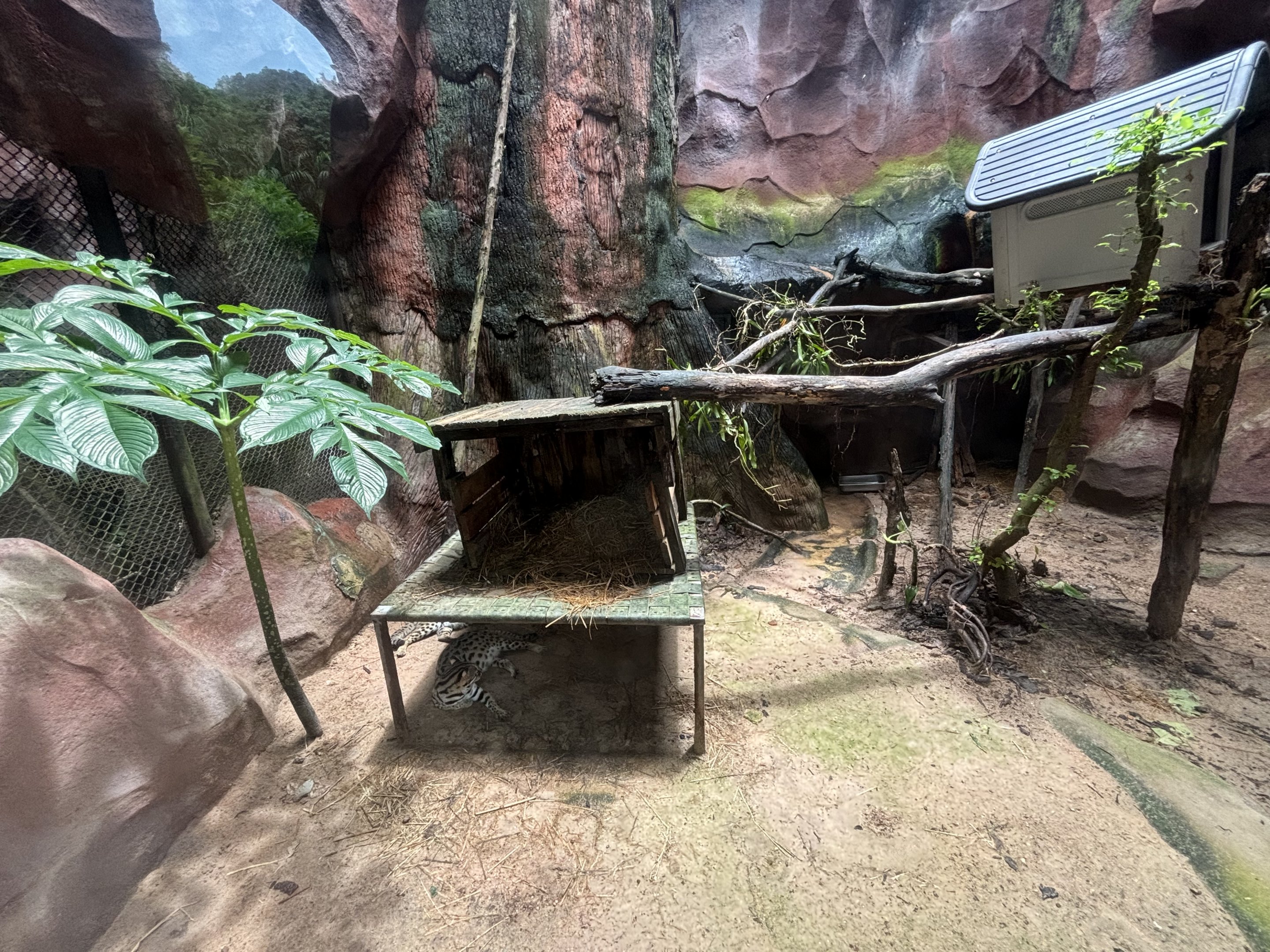Fishing Cat Exhibit