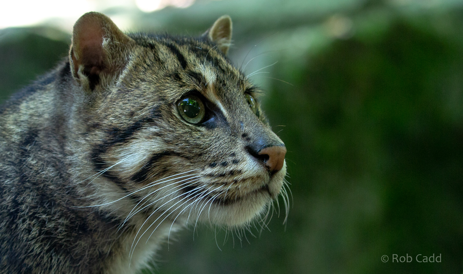 Fishing cat : Exmoor Zoo : 16 Sep 2020