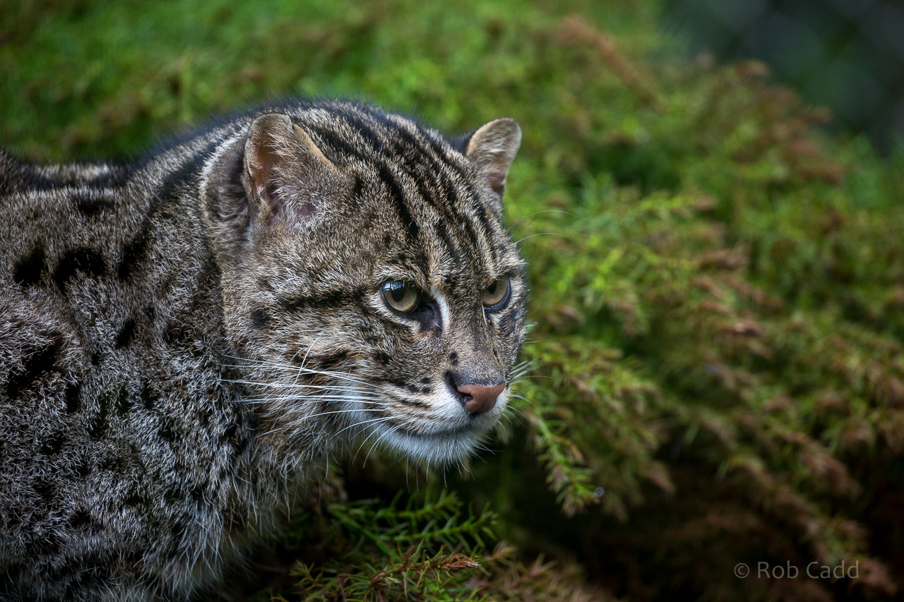 Fishing cat : Exmoor Zoo : 22 May 2015