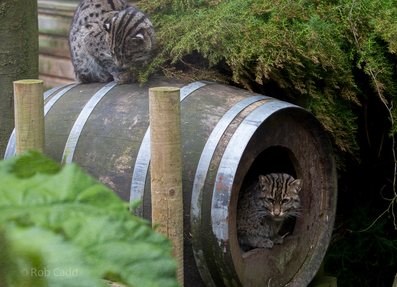 Fishing cat : Exmoor Zoo : 22 May 2015