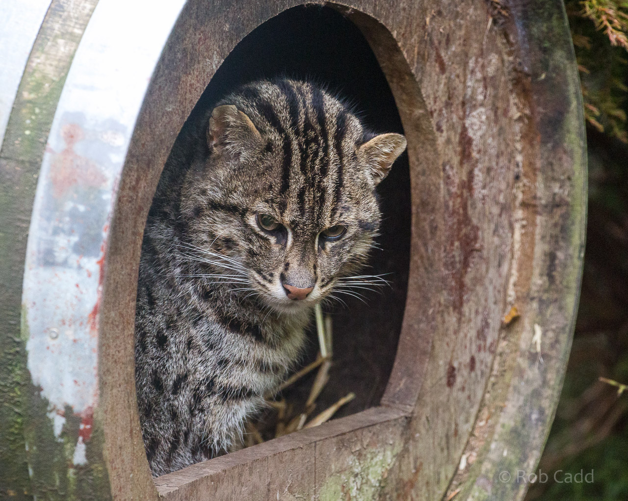 Fishing cat : Exmoor Zoo : 22 May 2015
