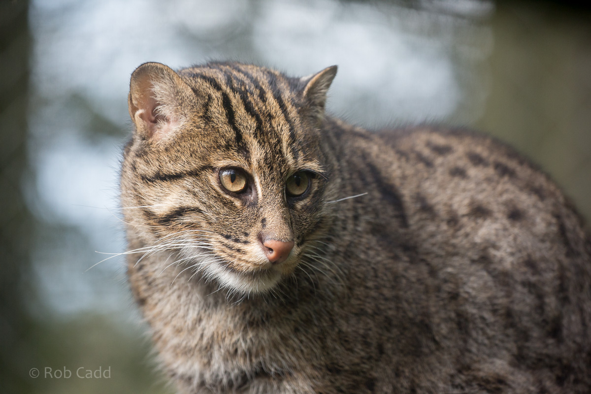Fishing cat : Exmoor Zoo : 25 Sep 2015