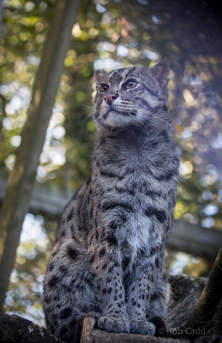 Fishing cat : Exmoor Zoo : 25 Sep 2015