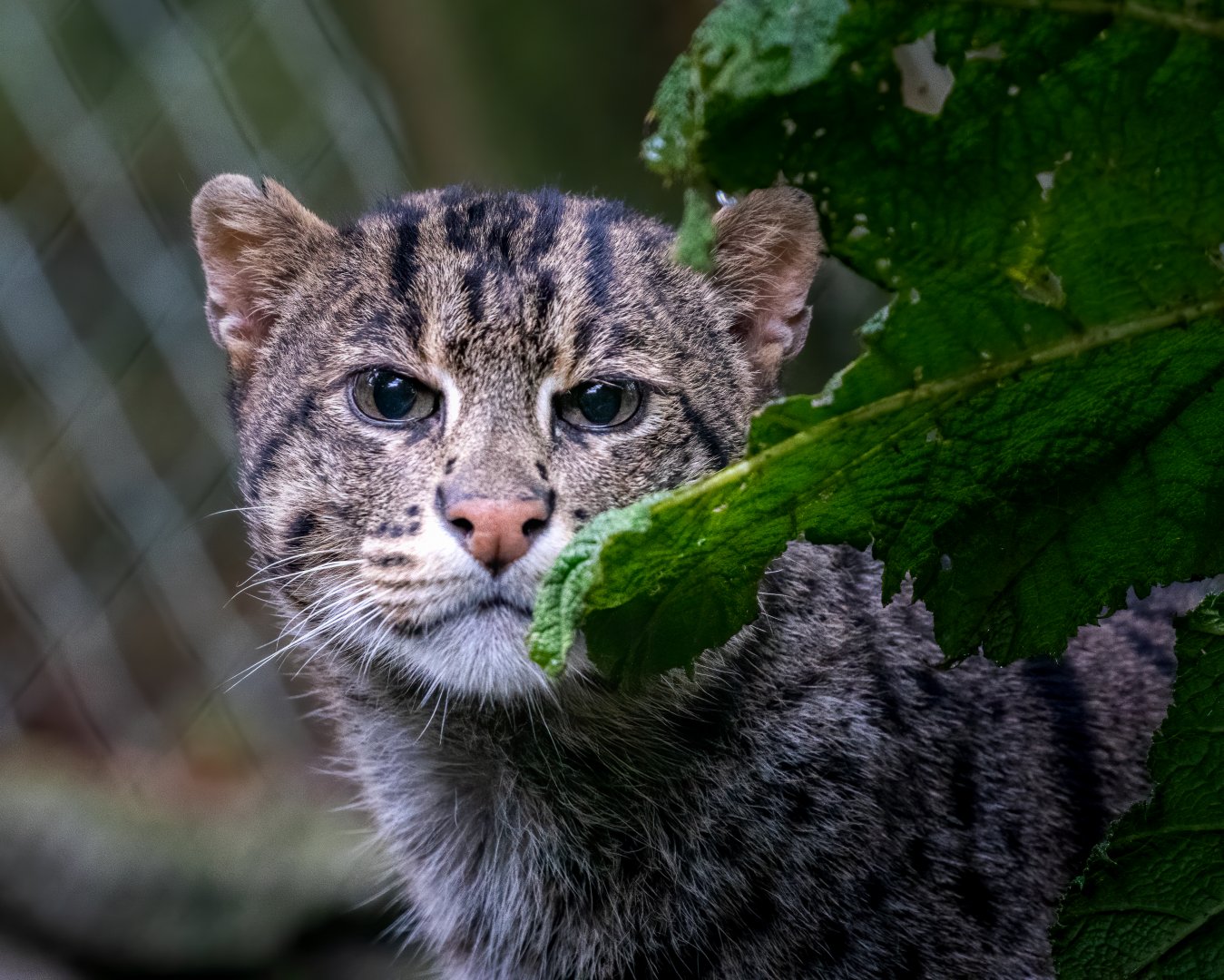 Fishing Cat / Exmoor Zoo / 7-9-20