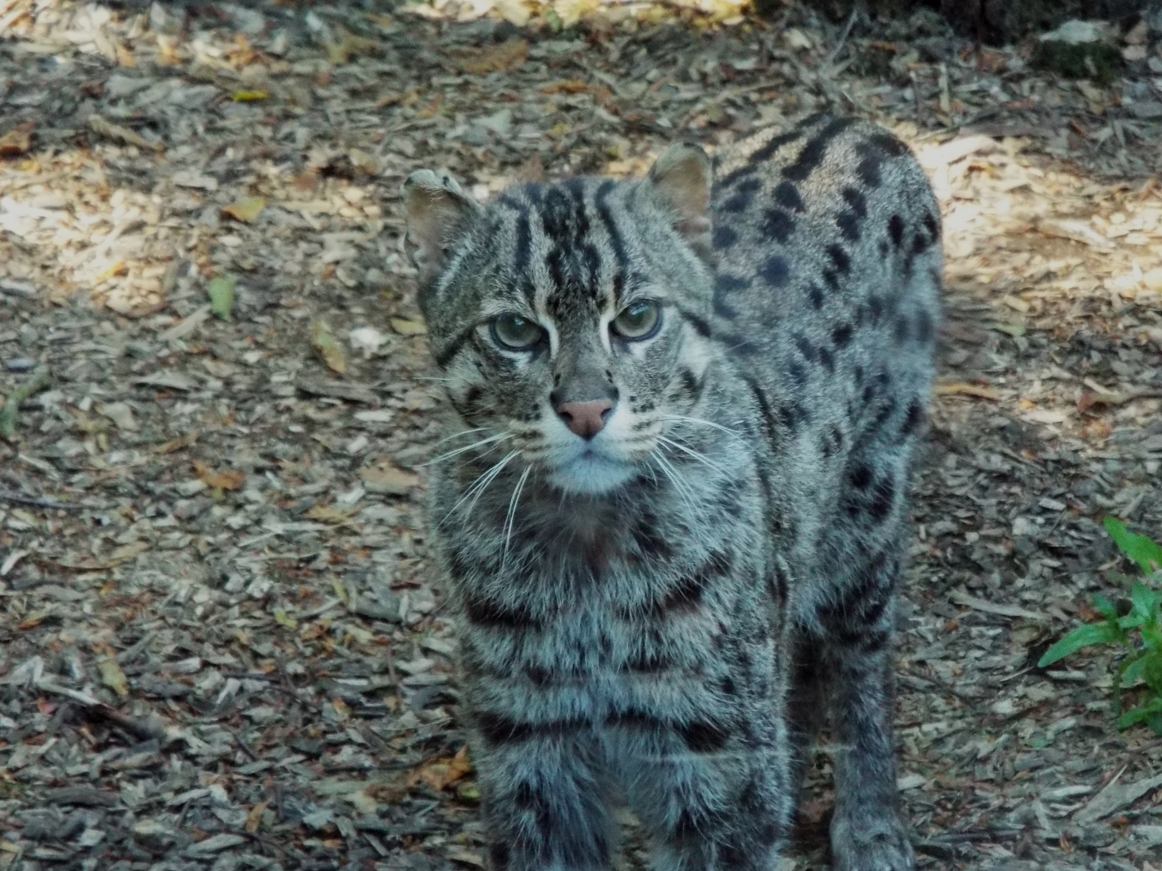 Fishing Cat Exmoor Zoo