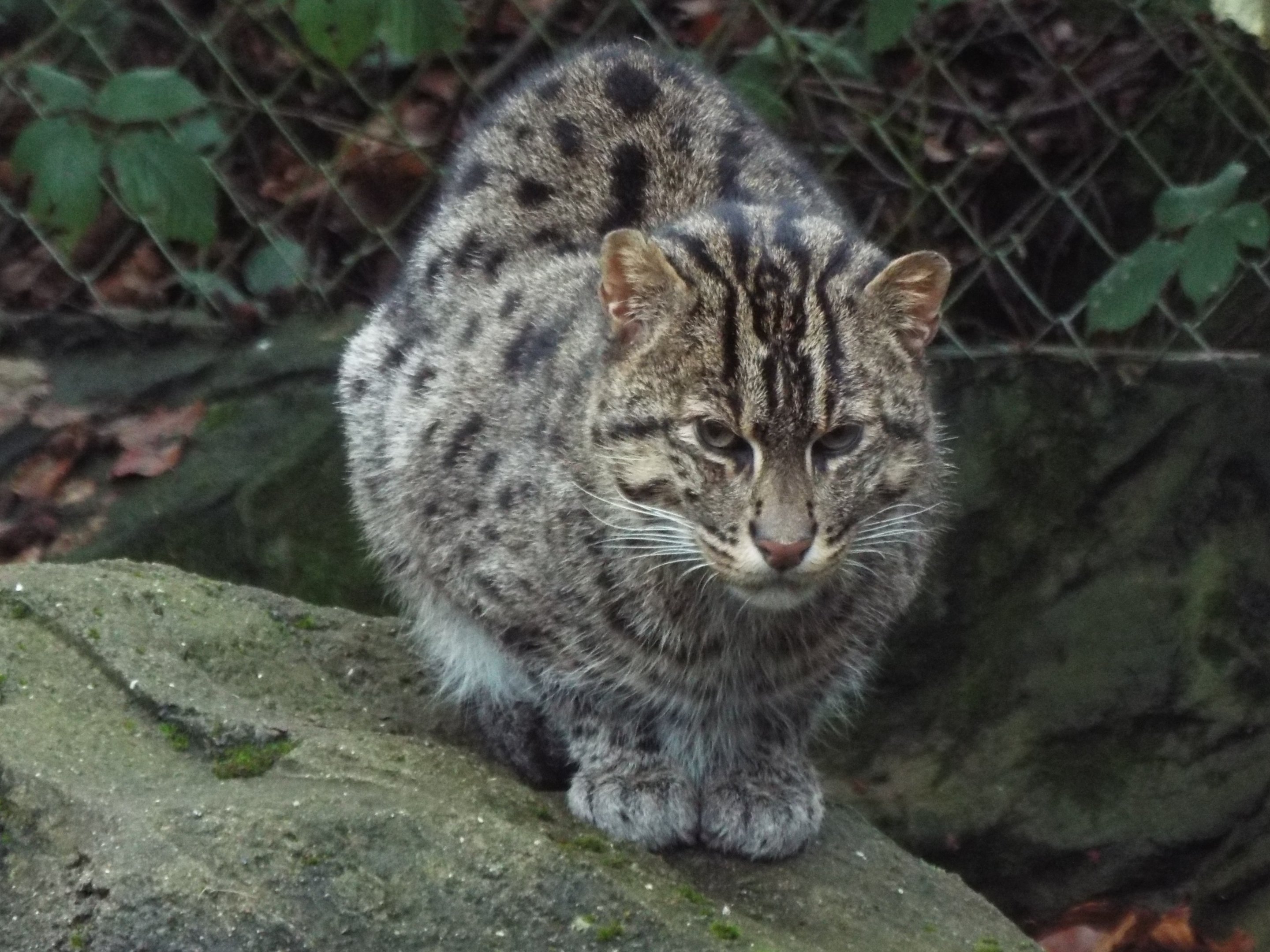 Fishing Cat Exmoor Zoo