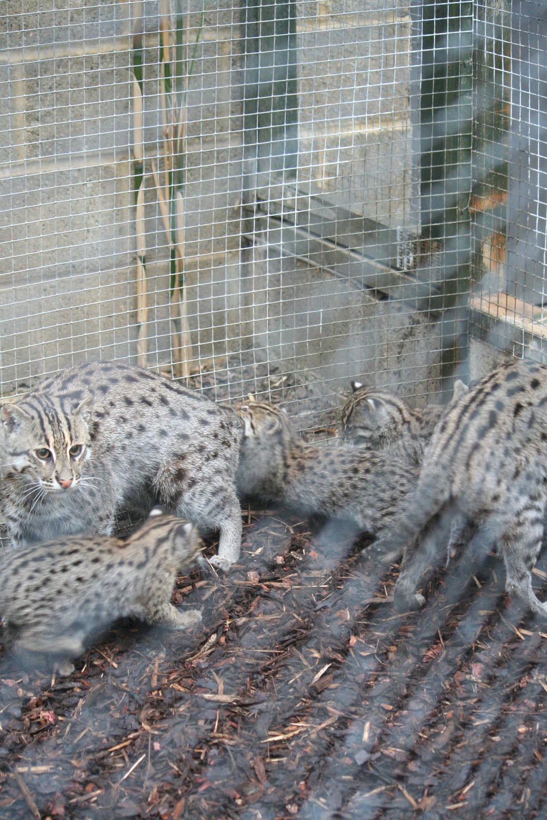 Fishing cat family