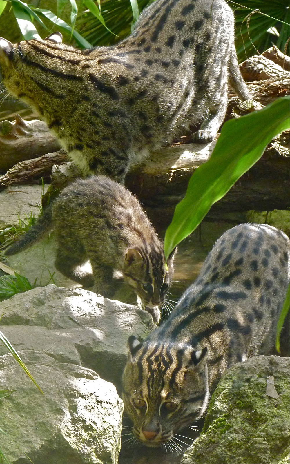 Fishing Cat Family