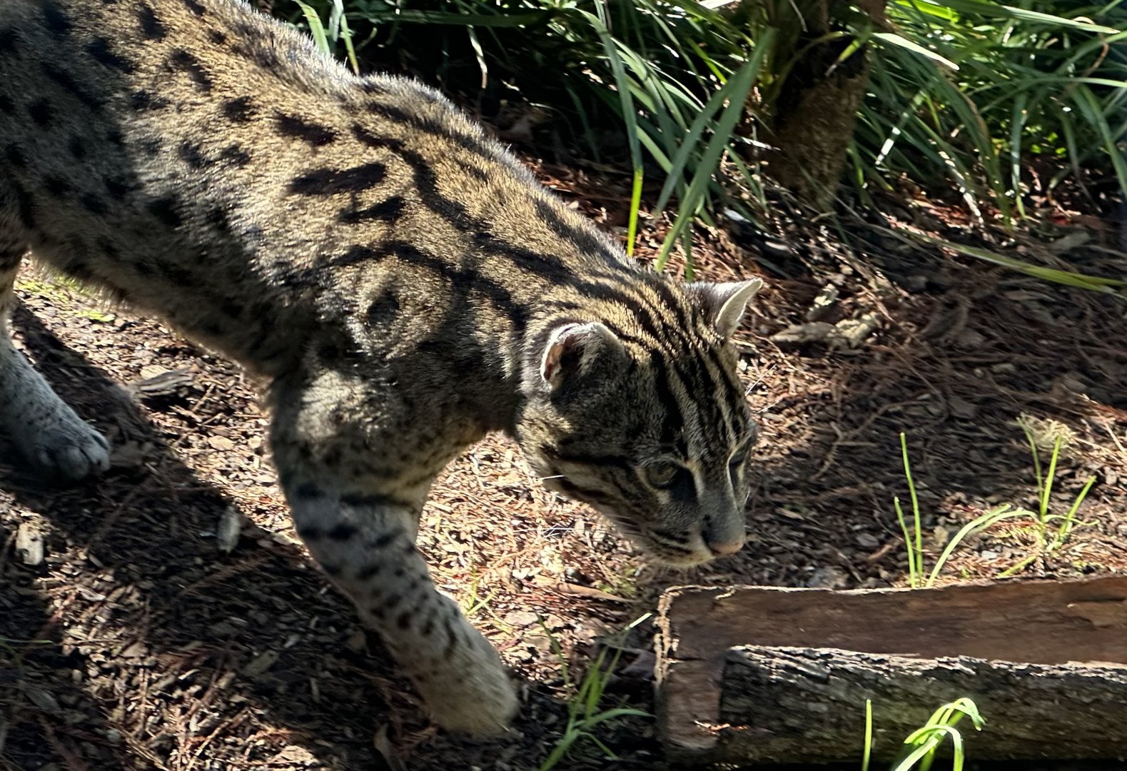 Fishing Cat (Female)