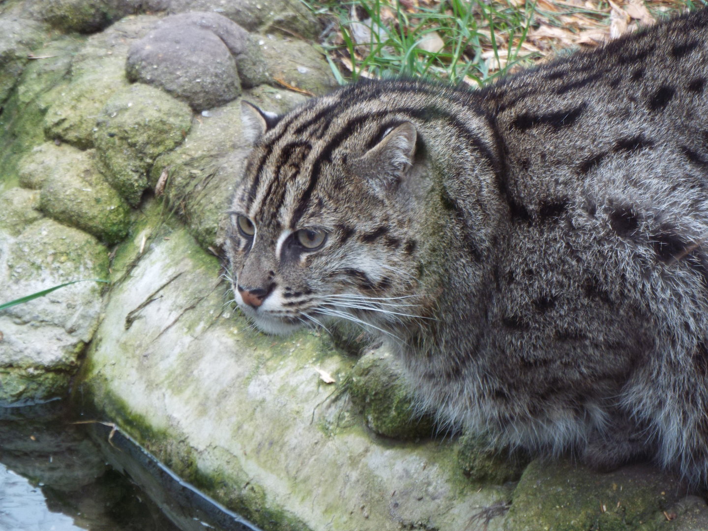 Fishing Cat, Fenn Bell