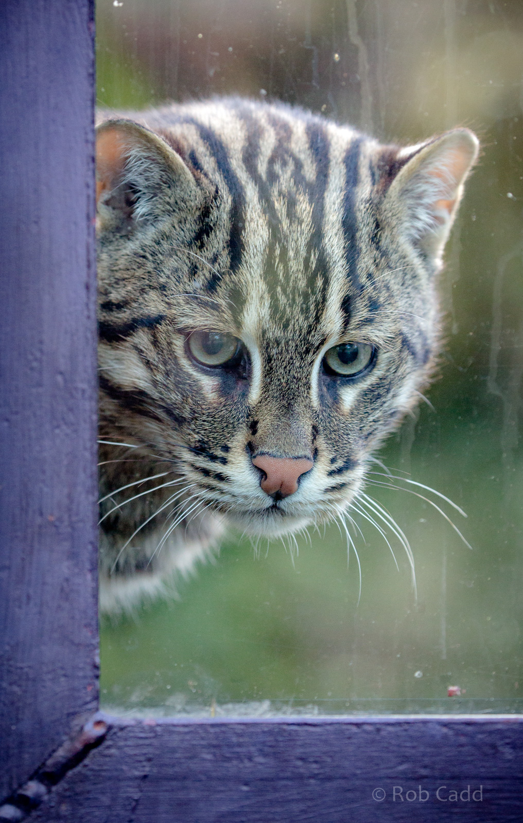 Fishing cat : Howletts : 07 Oct 2018