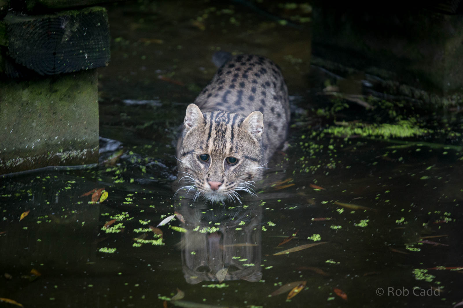 Fishing cat : Howletts : 14 Oct 2014