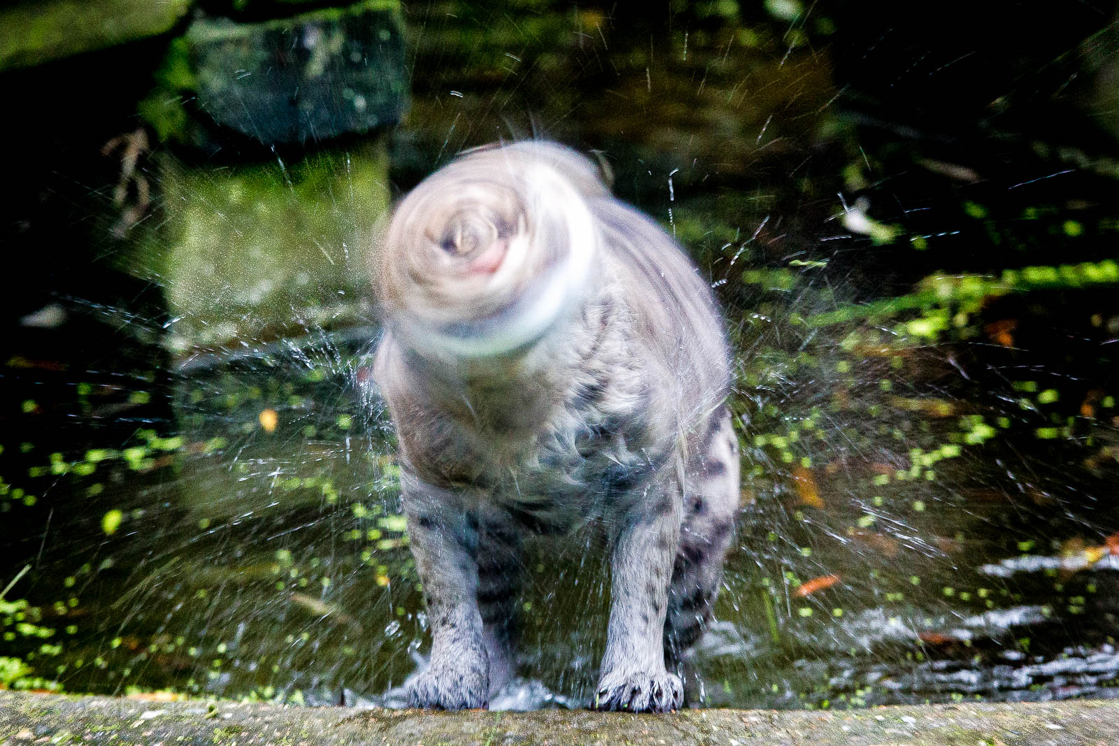 Fishing cat : Howletts : 14 Oct 2014