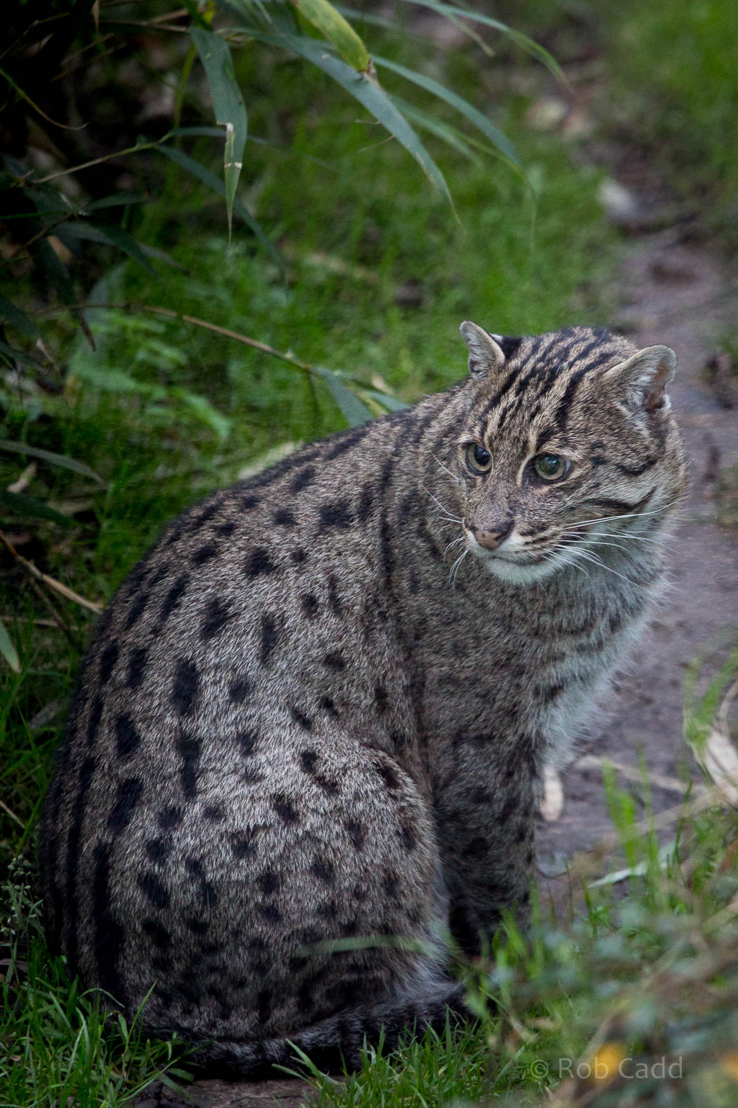 Fishing cat : Howletts : 17 Oct 2014
