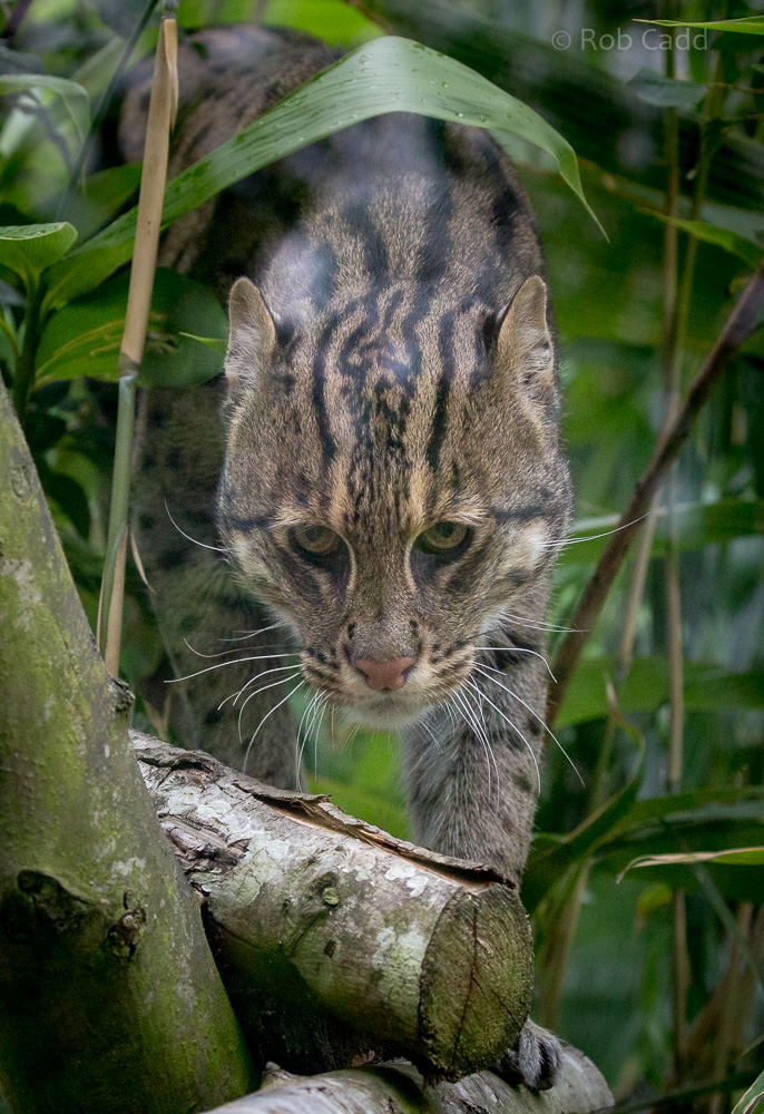 Fishing cat : Howletts : 22 Jul 2017