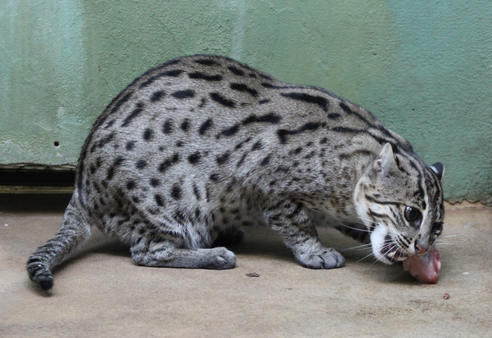 Fishing cat in indoor-enclosure