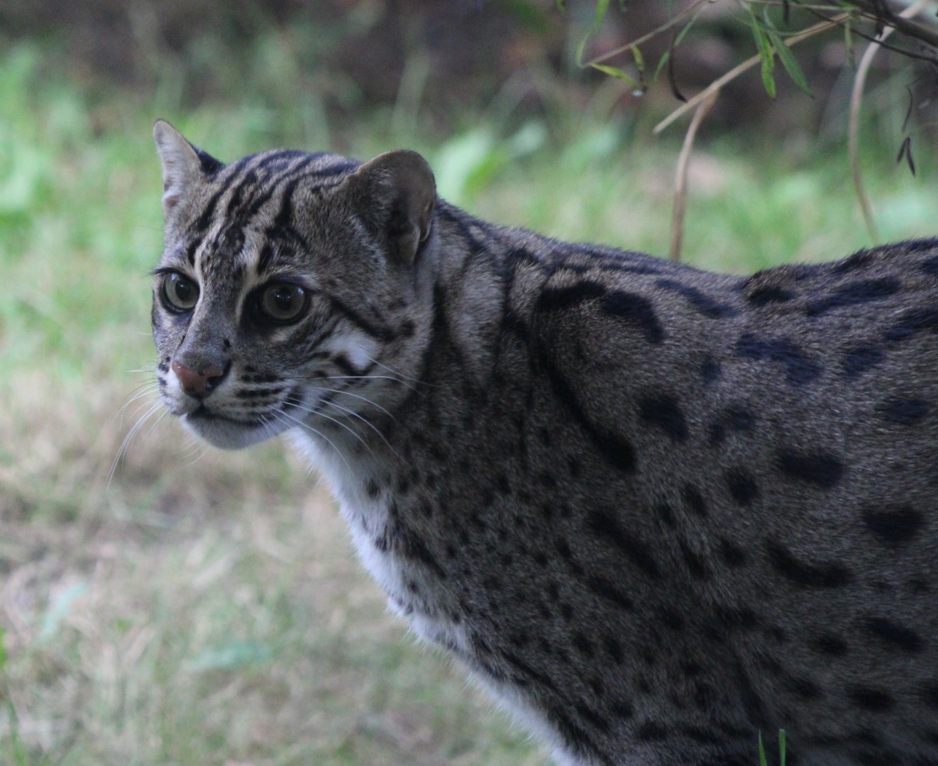 Fishing cat in outdoor-enclosure