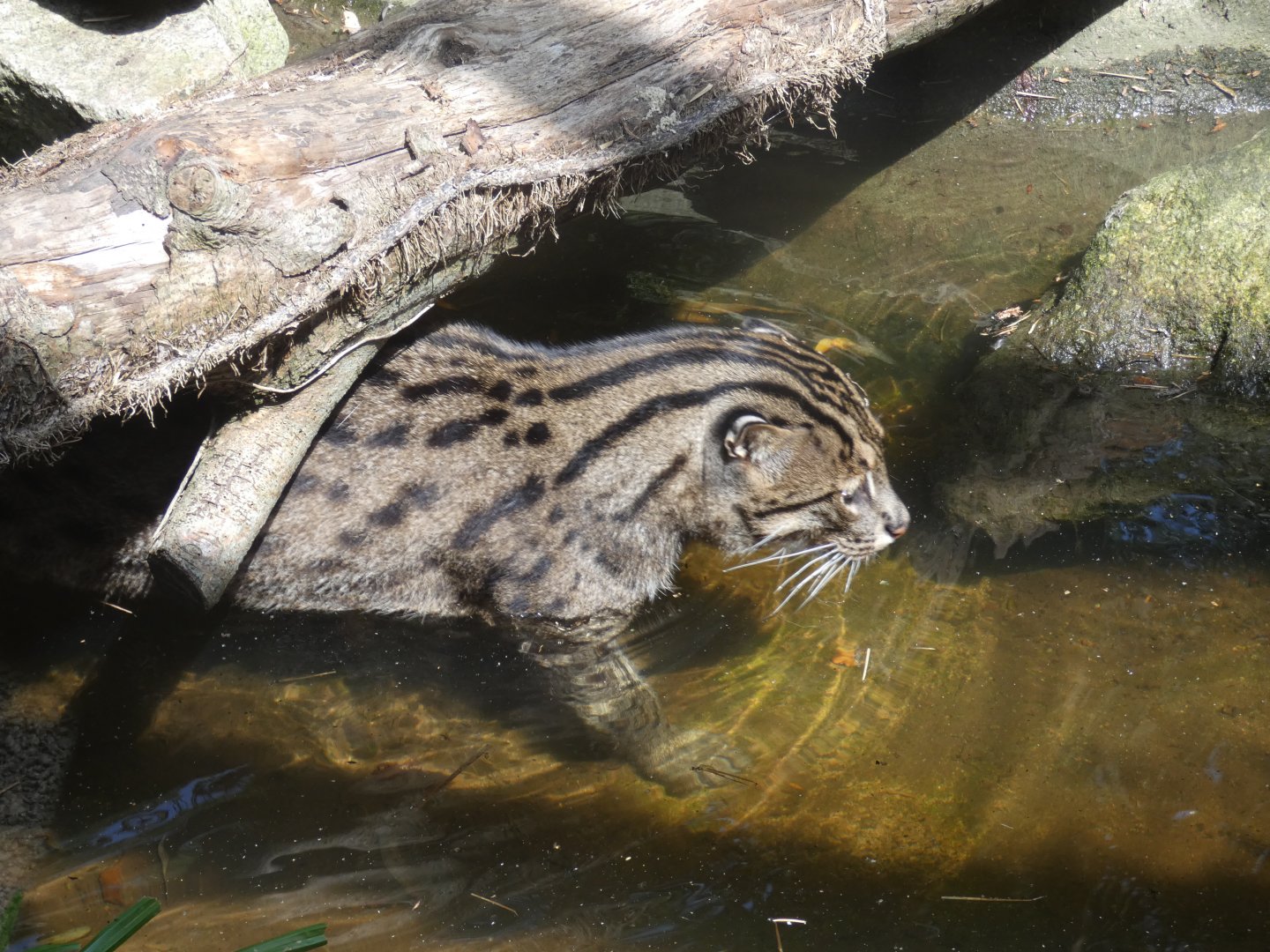 Fishing Cat in water